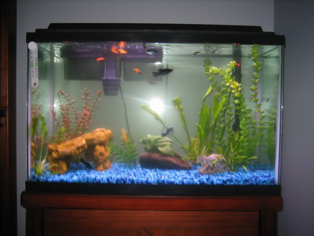 fish024.jpg