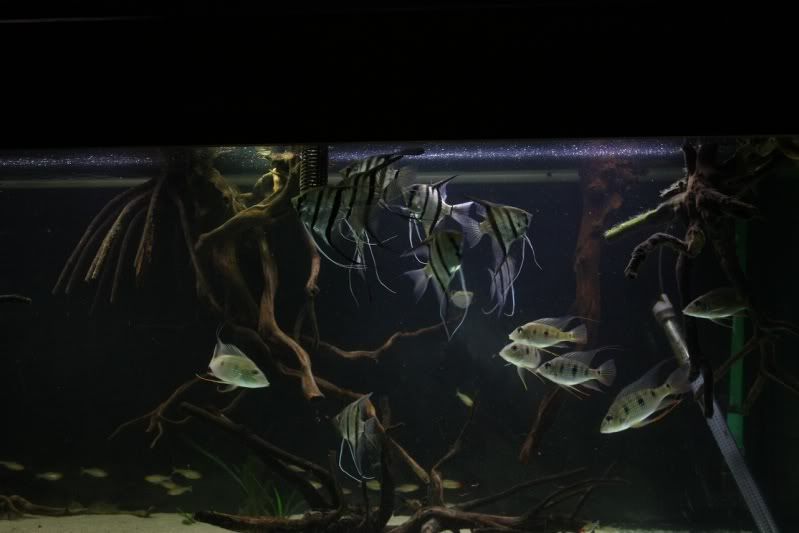 fish4.jpg