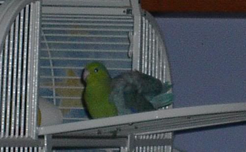 birds.jpg