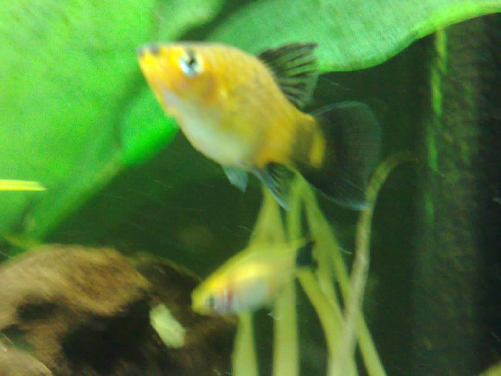 28042008008.jpg