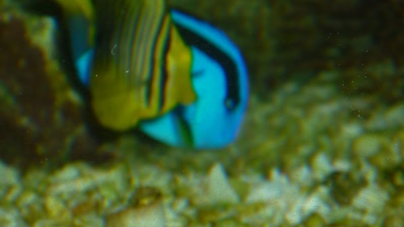 P1000719.jpg