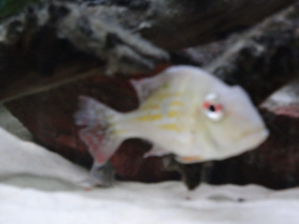 DSC01114.jpg