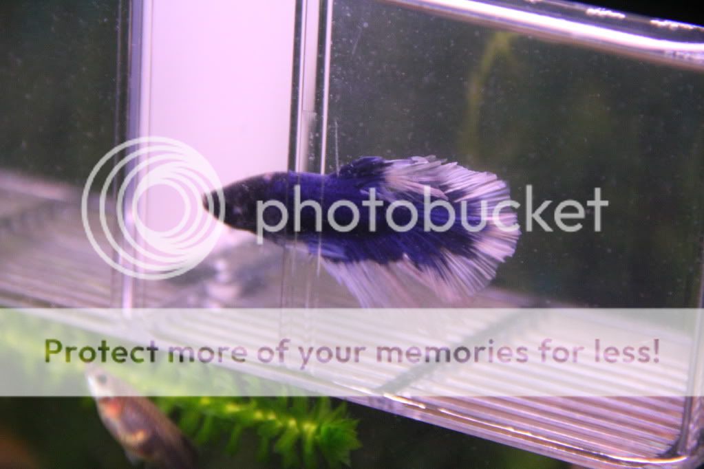 bettas013.jpg