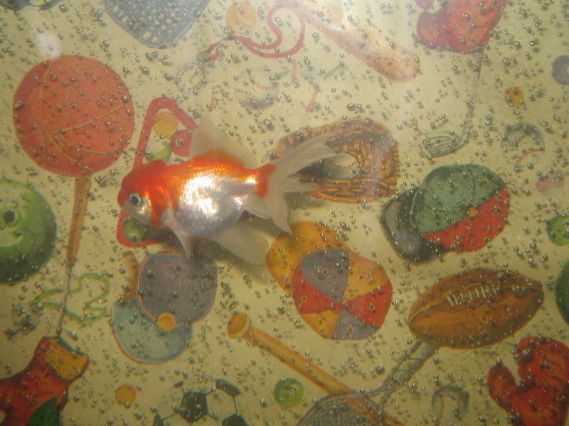 30gallongoldies002.jpg