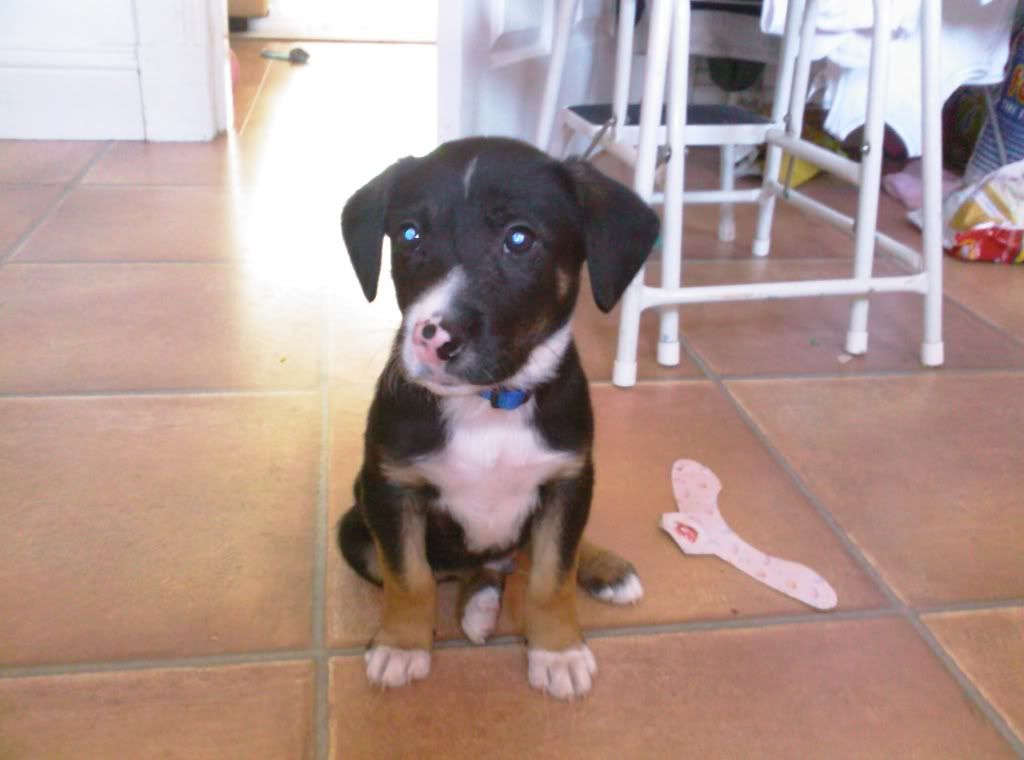 Puppy29.jpg