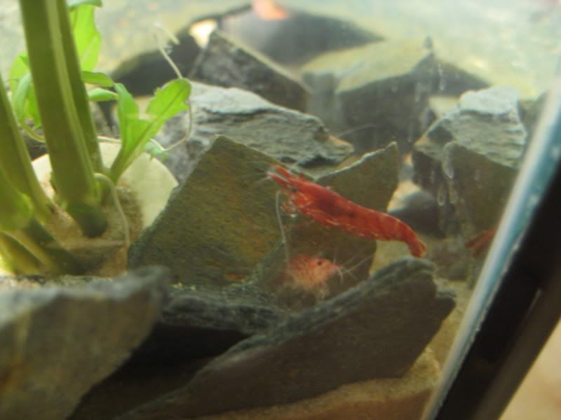 shrimptank006.jpg