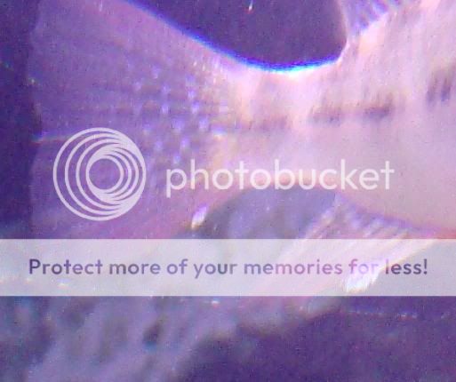 sickfish2.jpg