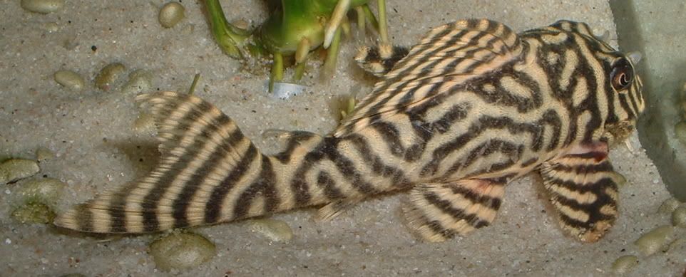 pleco.jpg