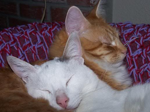 cuties.jpg