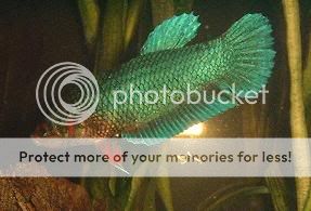 betta.jpg
