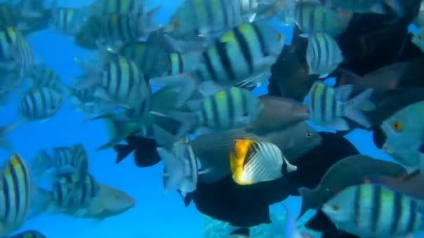 fish20.jpg