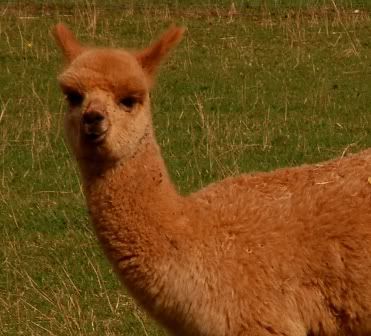 cria.jpg