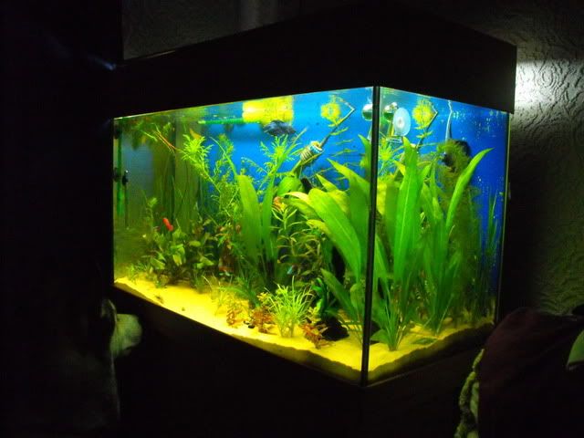 2010_0820tank0017.jpg