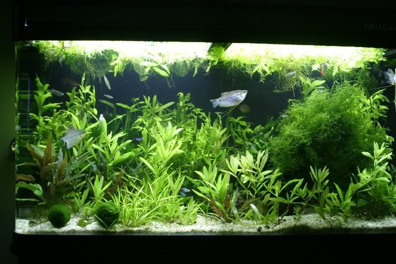 60GALLON2MAI2007.jpg
