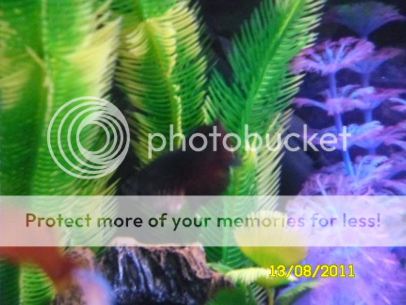 Bettas036.jpg