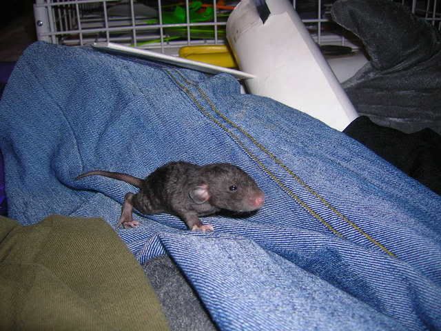 calliesbabies007.jpg