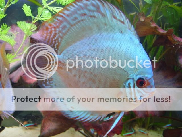 macro008-1.jpg