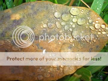 leaf2.jpg