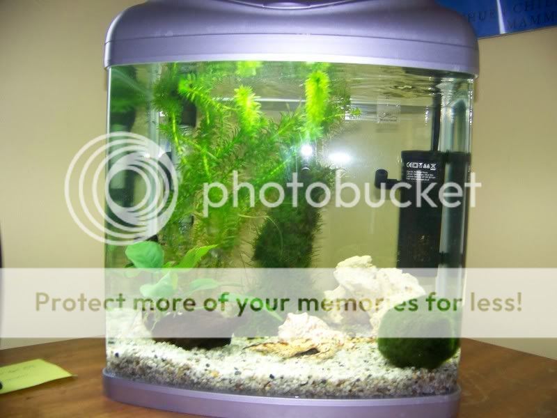 fish7.jpg
