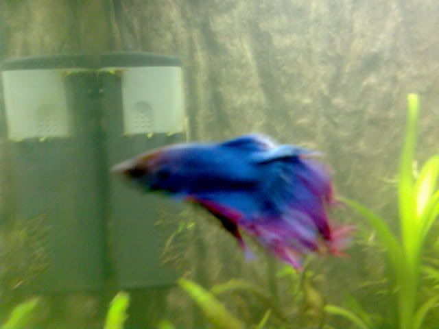 betta6.jpg