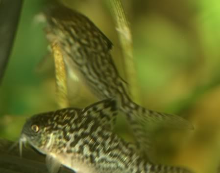 cories2.jpg