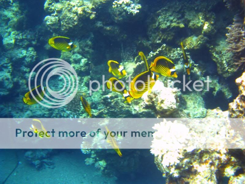 underwater152.jpg