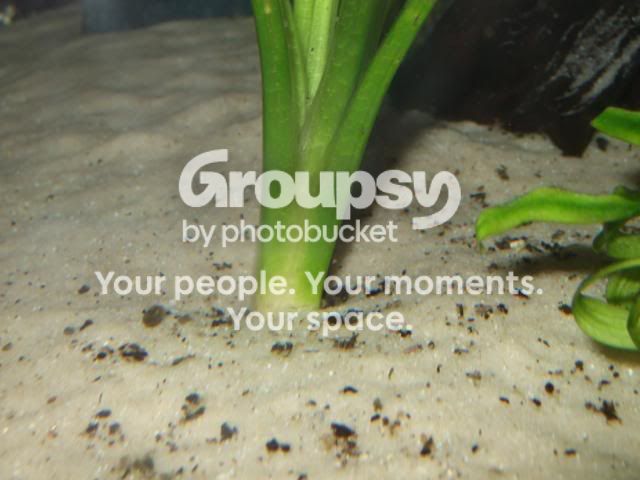 fish003.jpg