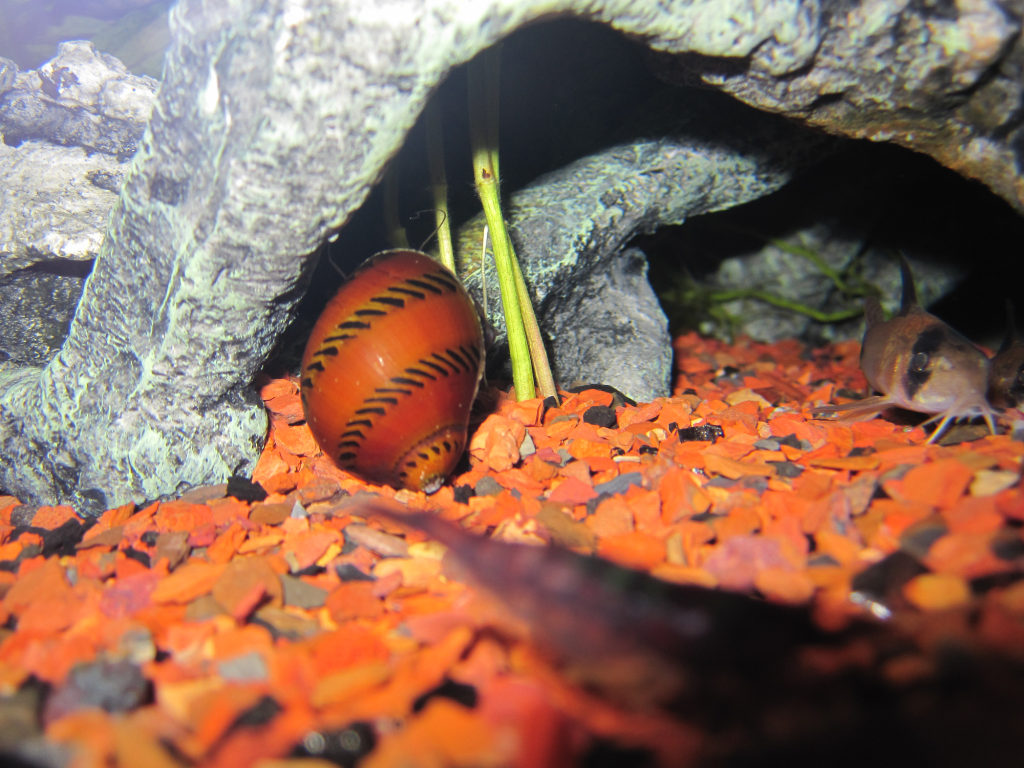 Tracked_Nerite_Snail-1-1.png