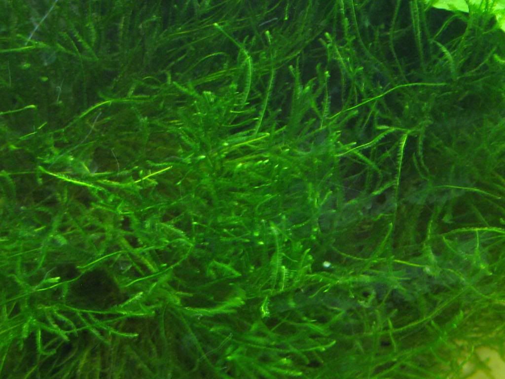 plantsfromtank004.jpg