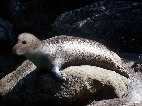 dogseal.jpg
