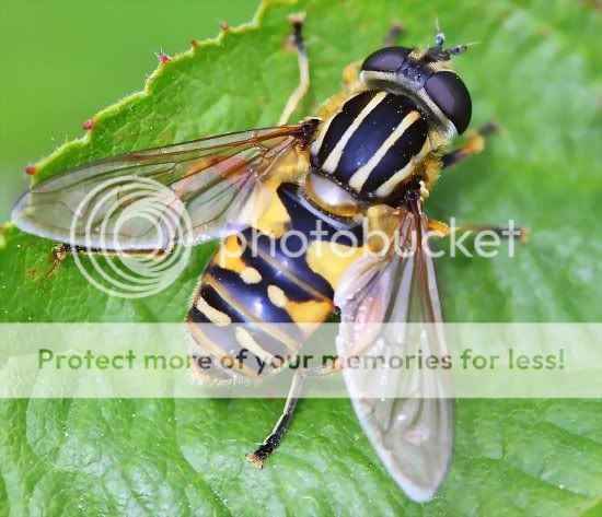 hoverfly-1.jpg