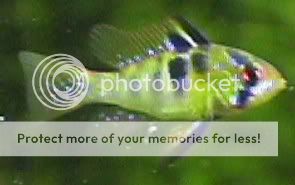 04_09_16BlueRam1.jpg