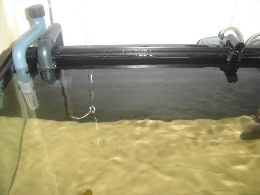 progessof20gallon029.jpg