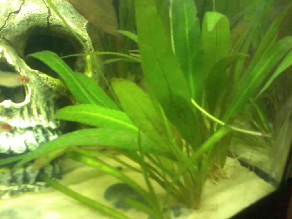 2011-01-12180621-1.jpg