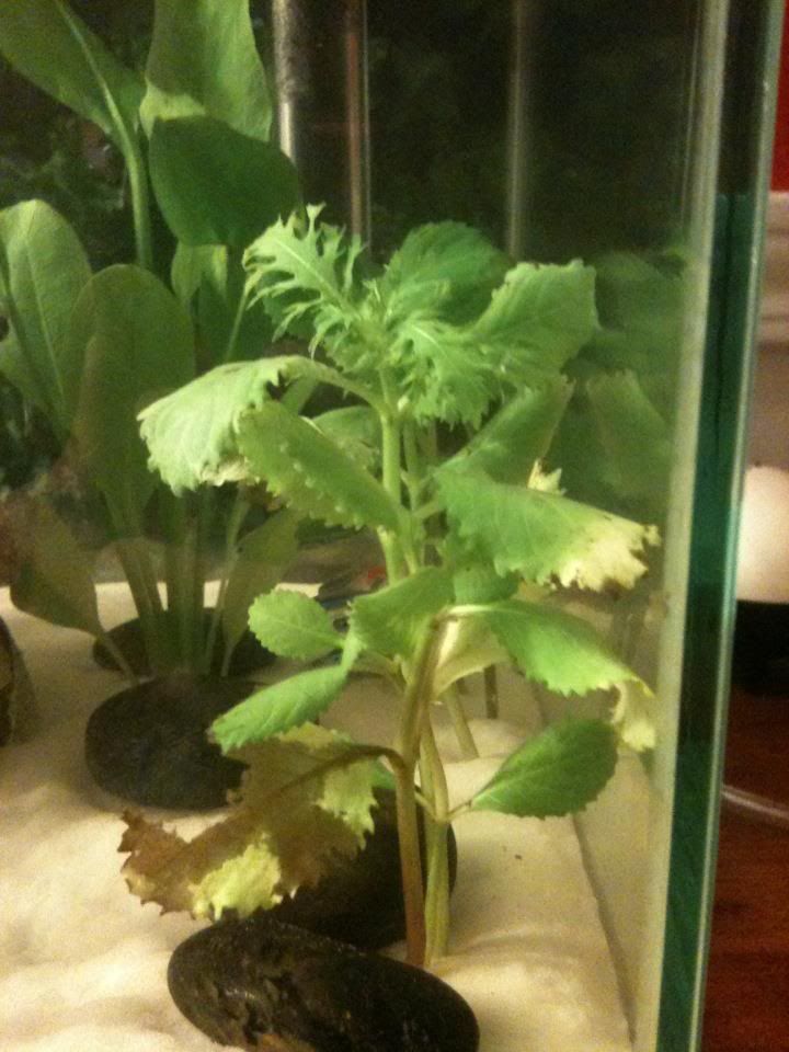 plant1.jpg