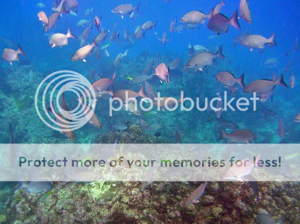 lotsofishmolassesreef.jpg