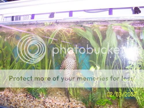 pleco001.jpg