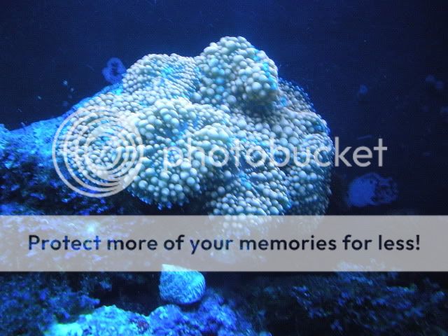 fishtanks013.jpg