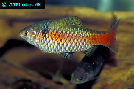 puntius_species_odessa_1.jpg