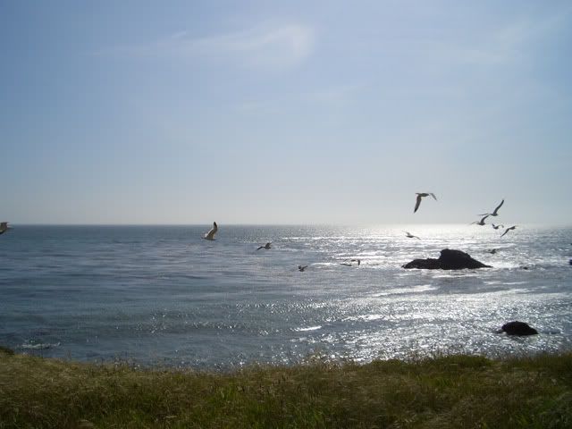 gulls.jpg