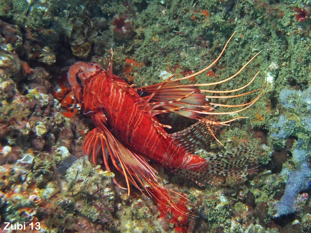 Pterois-radiata.jpg