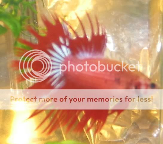 rightflare.jpg