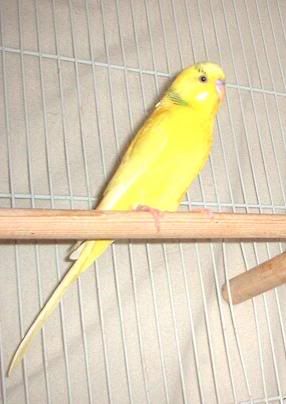 bird2.jpg