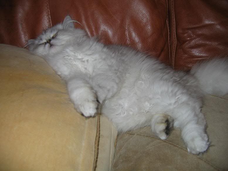 Cat.jpg