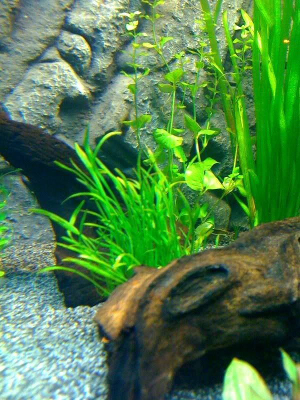 plantgrass1.jpg