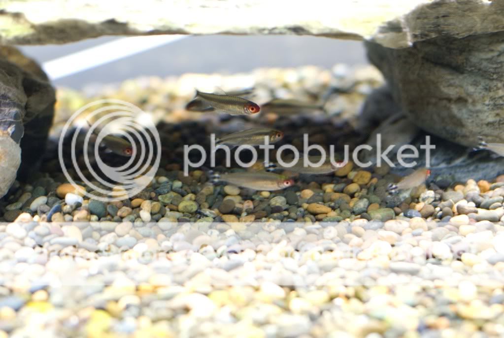 fish1.jpg