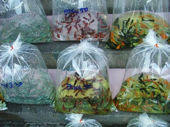 street-wholesaler10.jpg