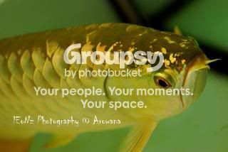 Arowana0007.jpg