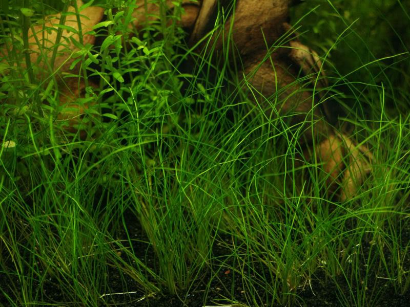 Fishcube30.jpg