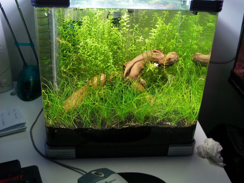 Fishcube57.jpg
